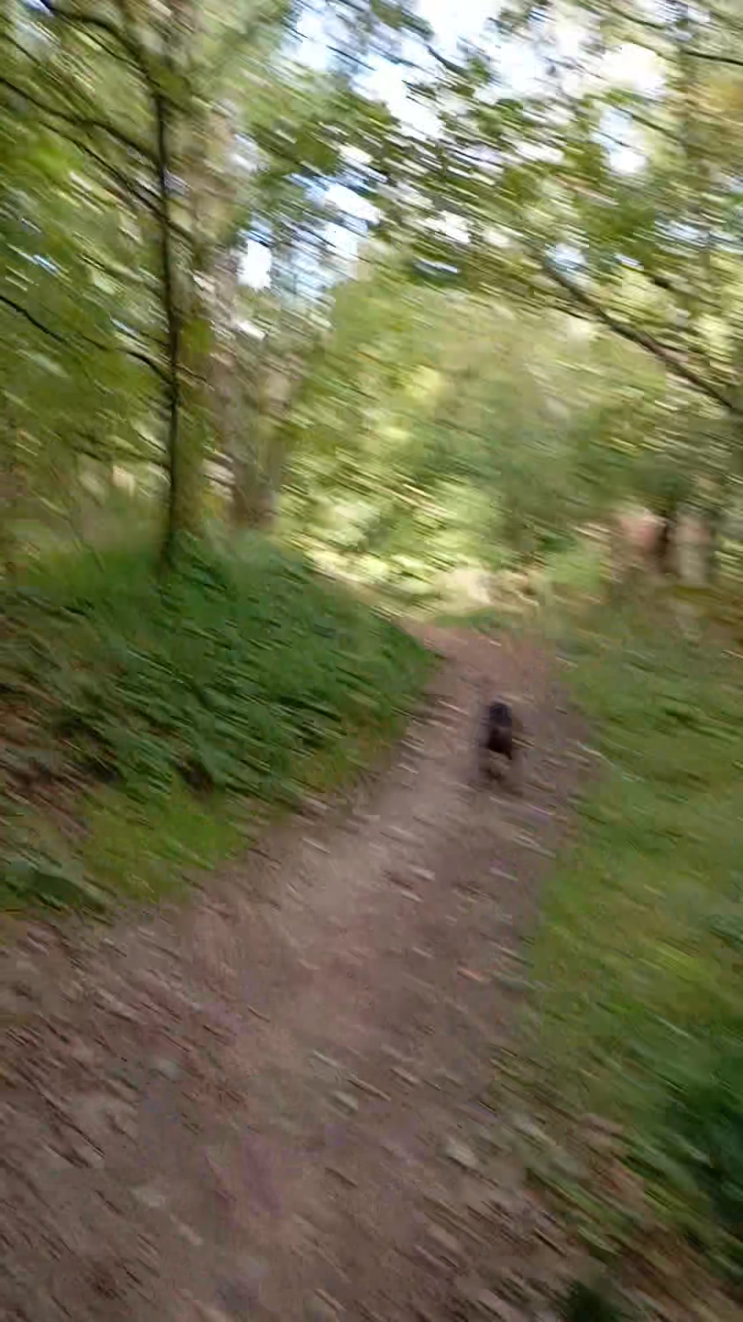 Rachael Lewis The Rogue Shaman